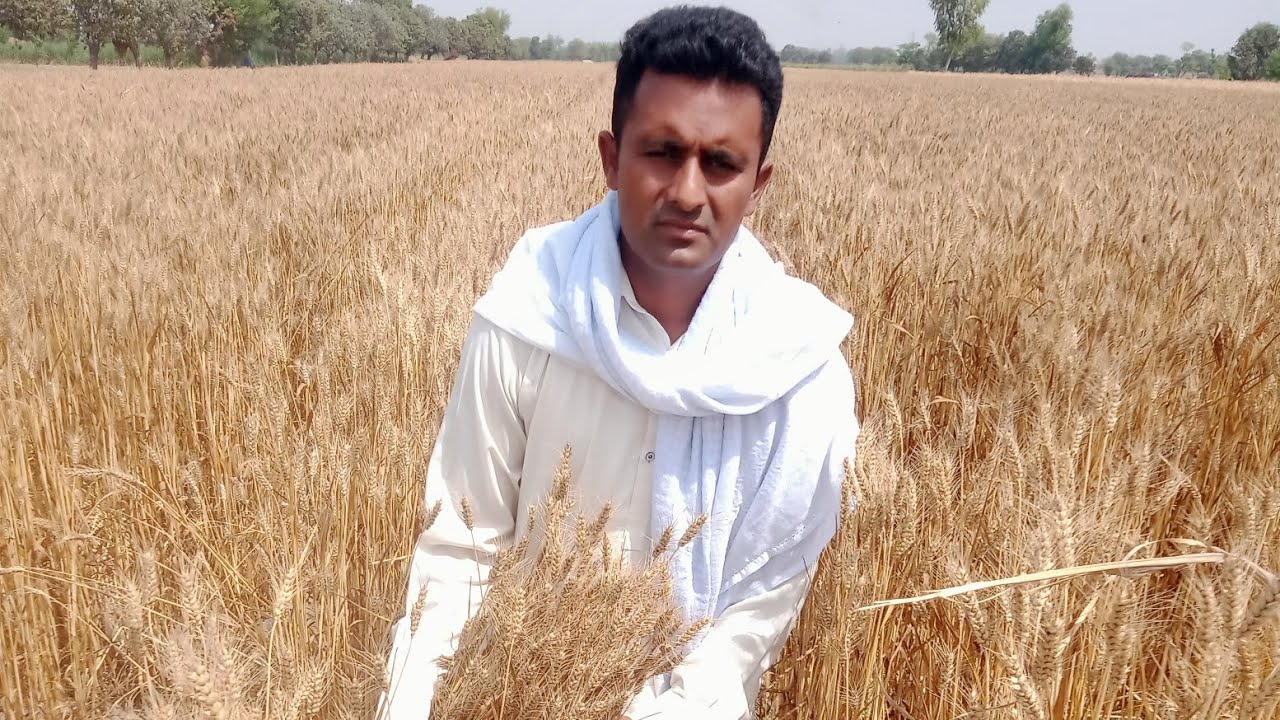 SONA MOTi wheat seed available for sale