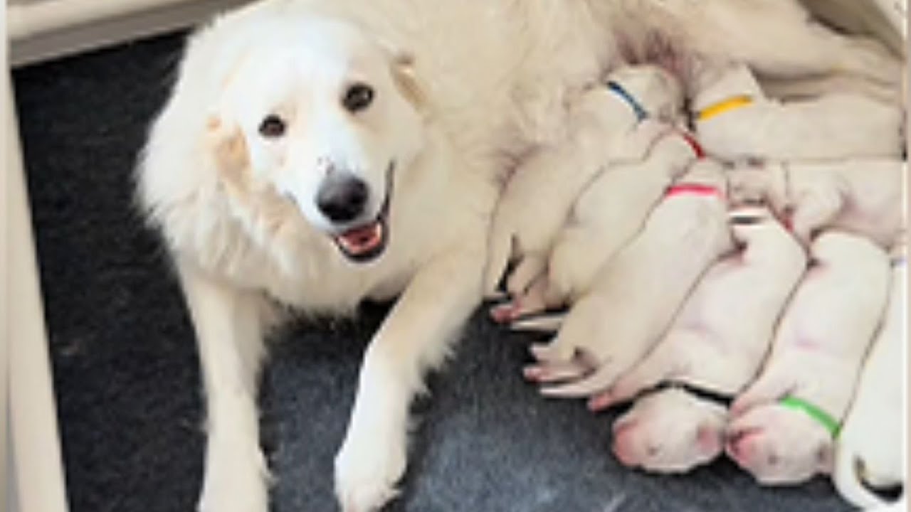 Great Pyrenees Shows Up Starving, Then Vet Drops Bombshell News