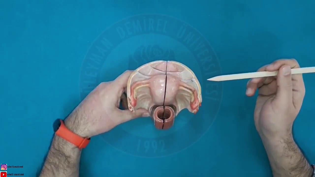 Kadın Genital Sistem Anatomisi Laboratuvar ve Teorik Dersi