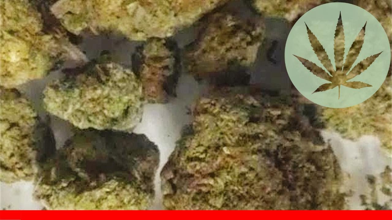 Sour Headband - All About This Strain