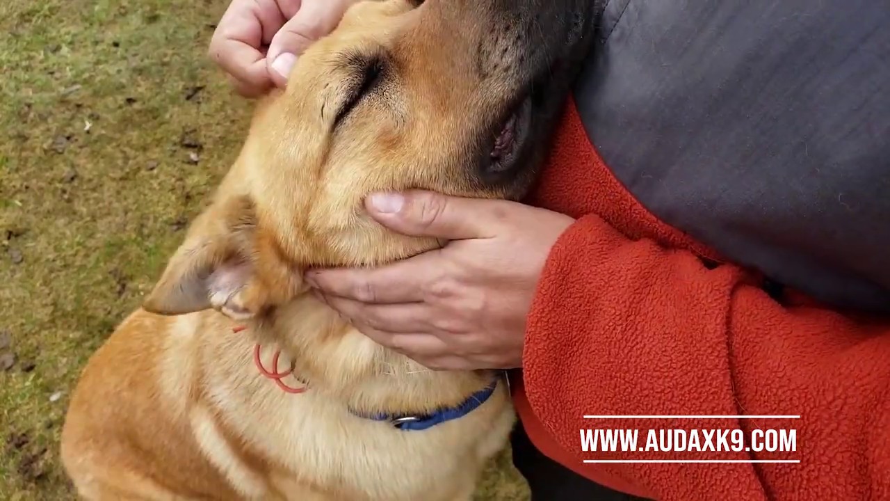 Board and Train At Audax K9 Academy