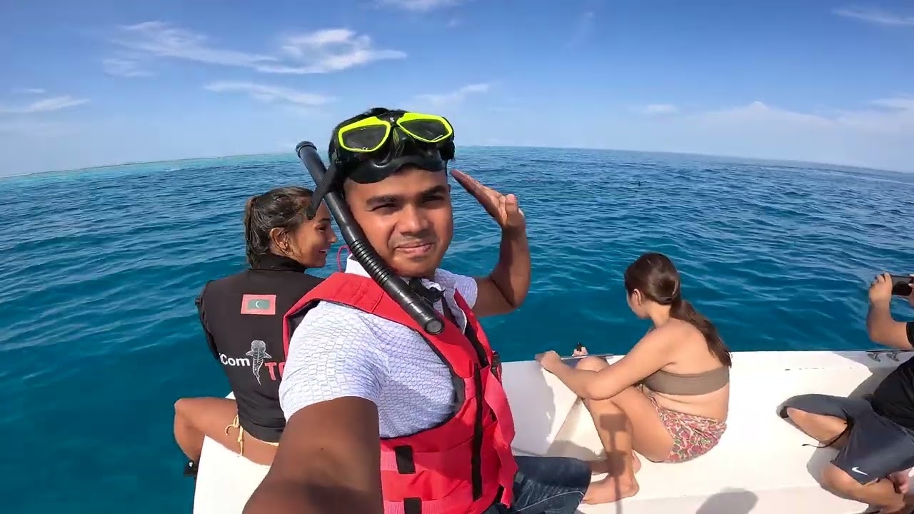 Many dolphins swimming together in Maldives
