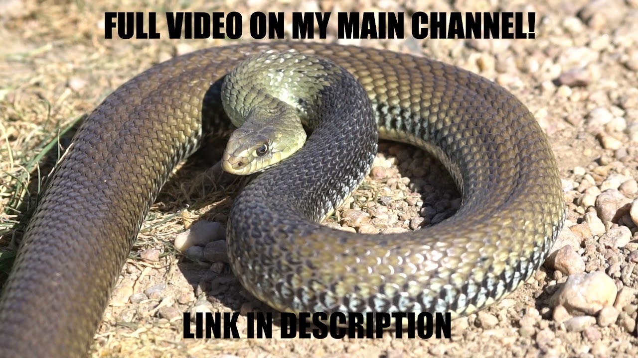 Full Interview With Max & The Montpellier Snake | True Nature Flips | #herpatoligy