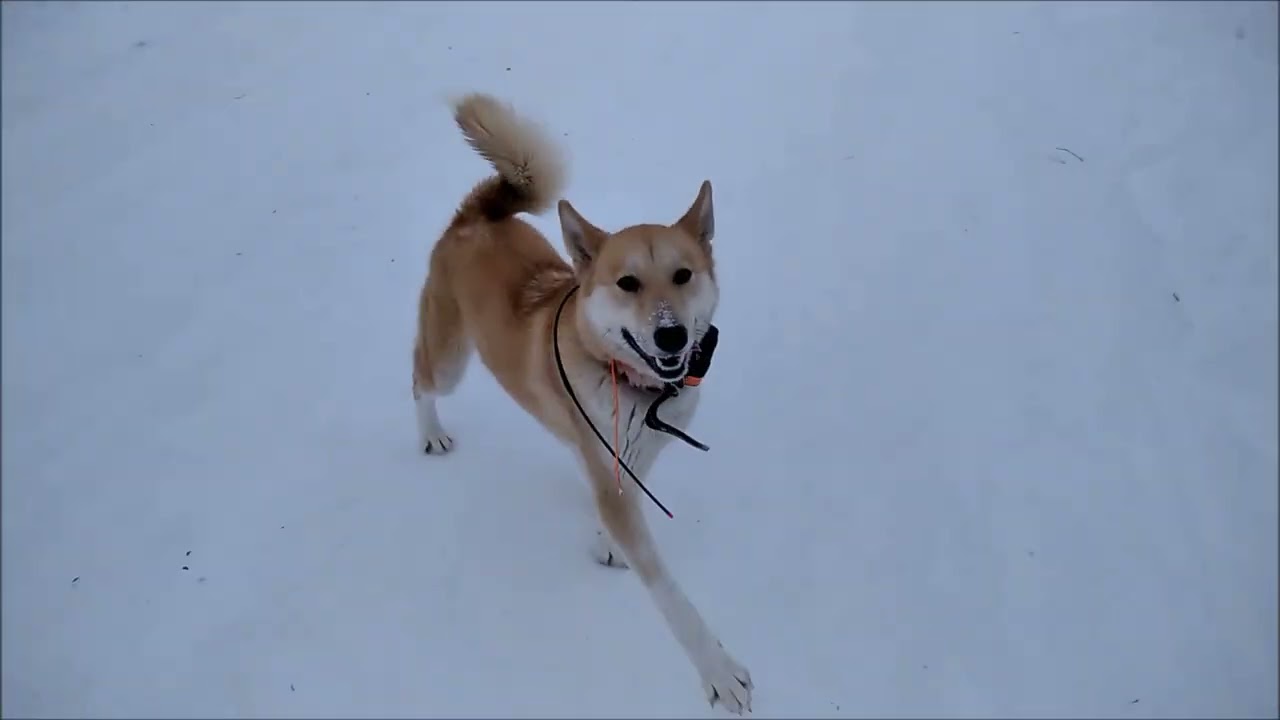 по селу недавно бегало чудо, может кто потерял!