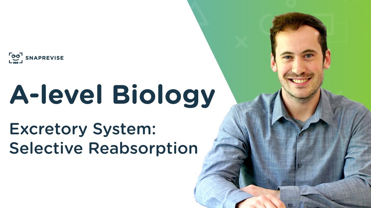 Excretory System: Selective Reabsorption | A-level Biology | OCR, AQA, Edexcel
