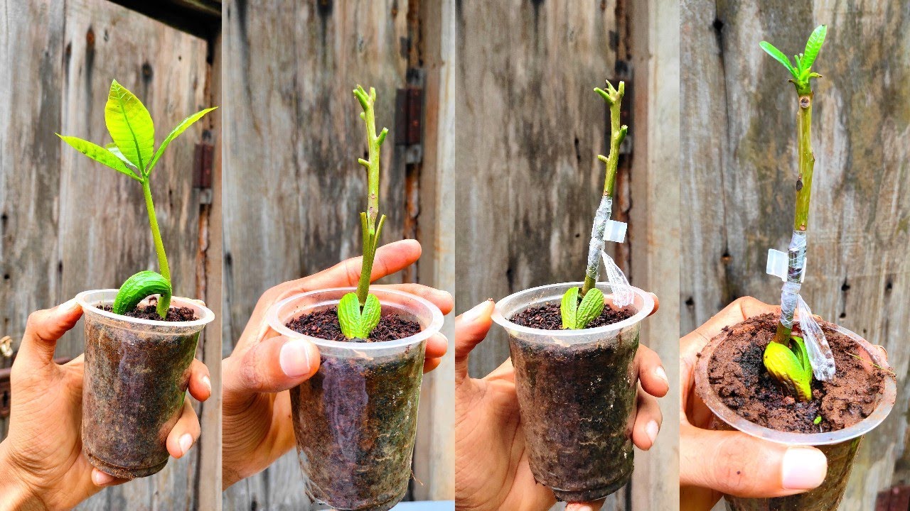 Stone grafting on Cashew | epicotyl grafting | How to graft cashew plant