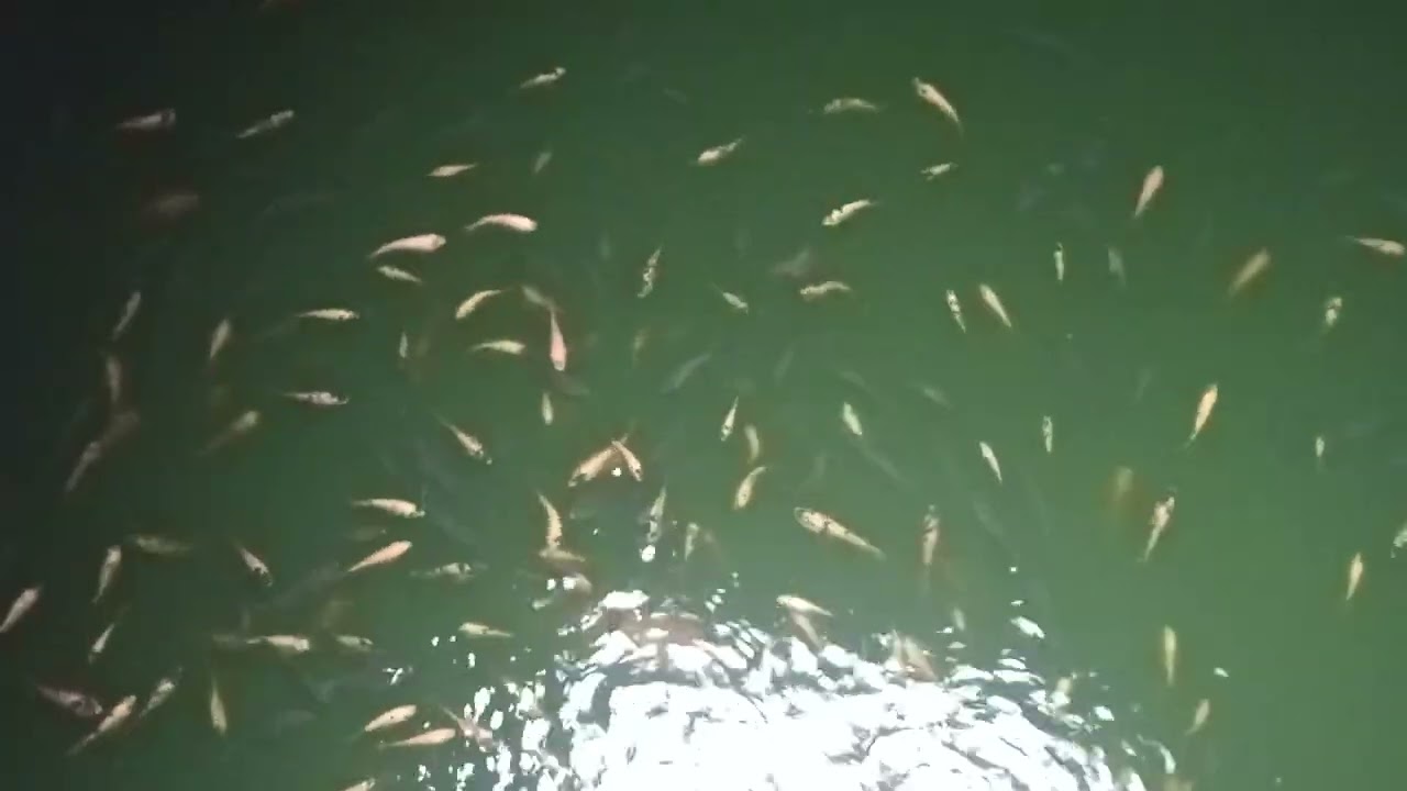 Budidaya ikan ternyata sangat menyenangkan 