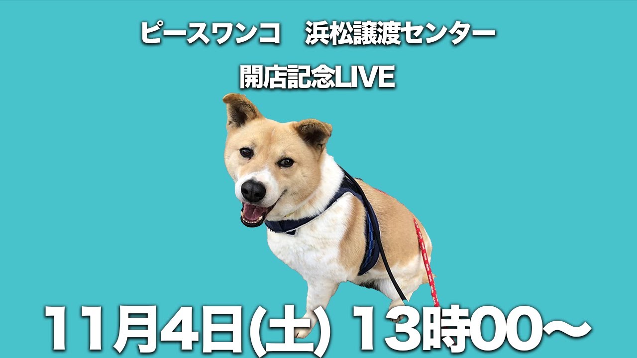 【祝新店舗】ピースワンコ浜松譲渡センターを紹介！