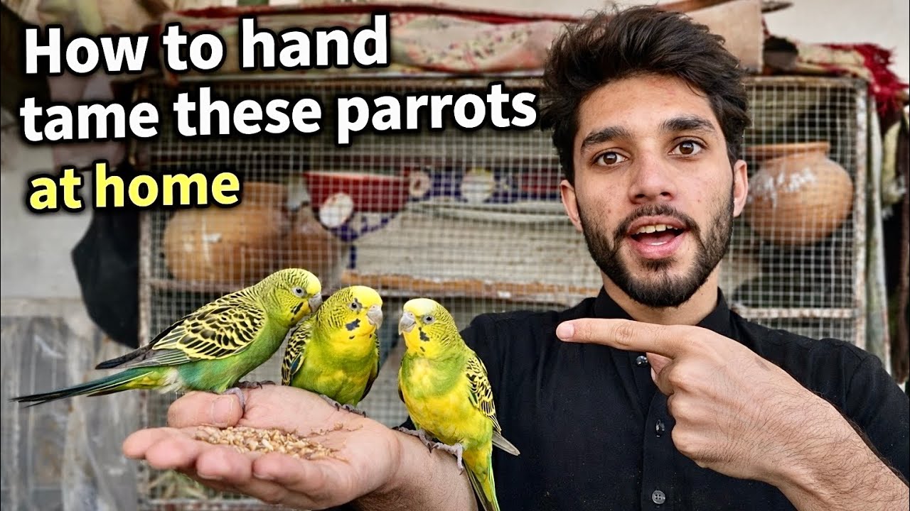How to Hand Tame Parrots 🦜 Step by Step at Home