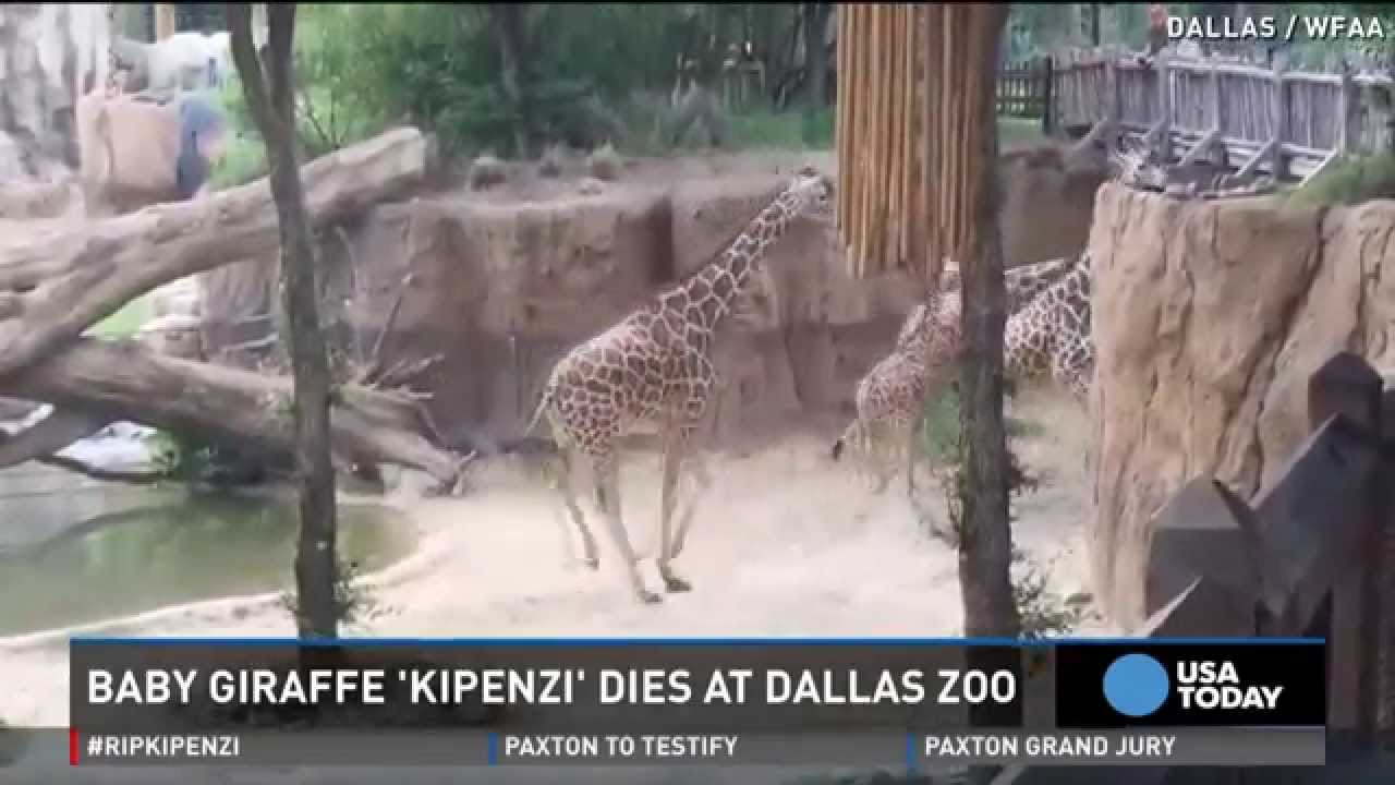 Baby giraffe dies at Dallas Zoo after breaking neck