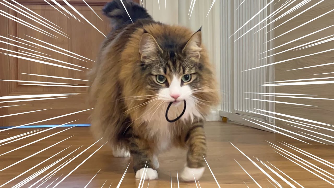 自分のことを犬だと思い込んでいるデカ猫がこちらです