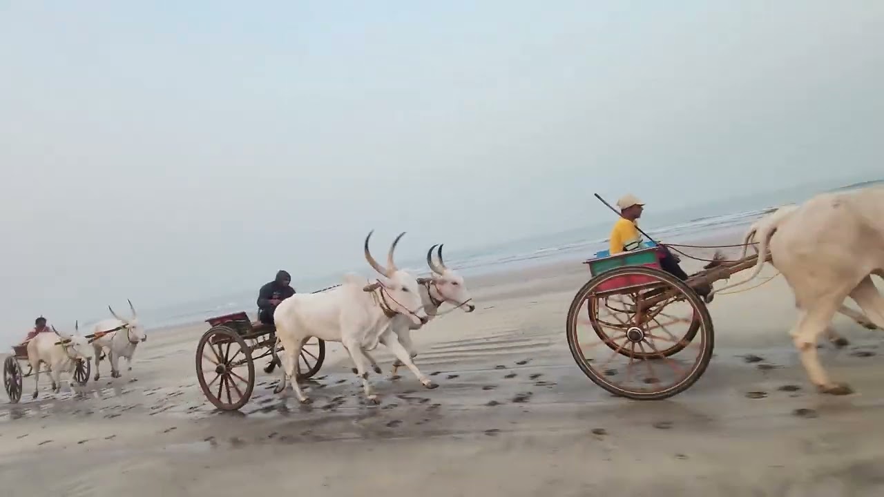 दिवेआग बैलगाडीफेरा 10/02/2026#नाद_एकच_बैलगाडा_शर्यत #बैलगाडा_जीव_की_प्राण #trending #viral #दिवेआगर 