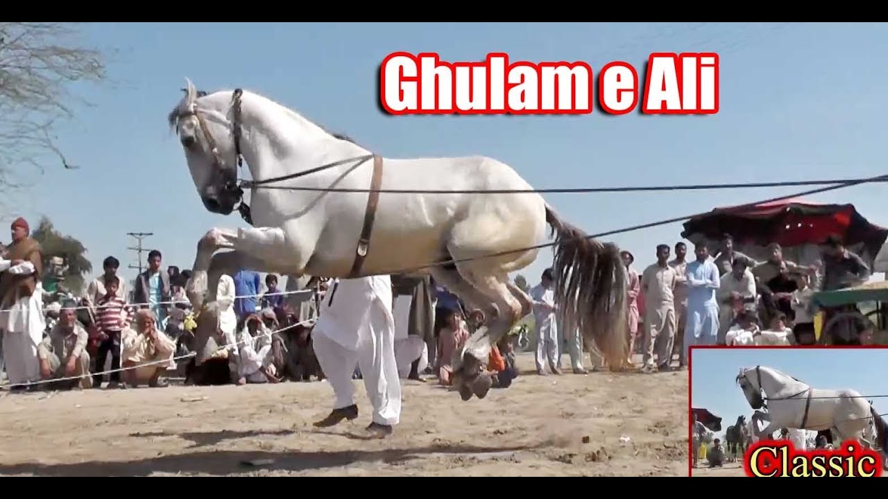Best Horse Dance Darbar Panjan Noon Pandi Bhattian 2019  Ghulam e Ali Ray Fazal Abbas Kharral-55