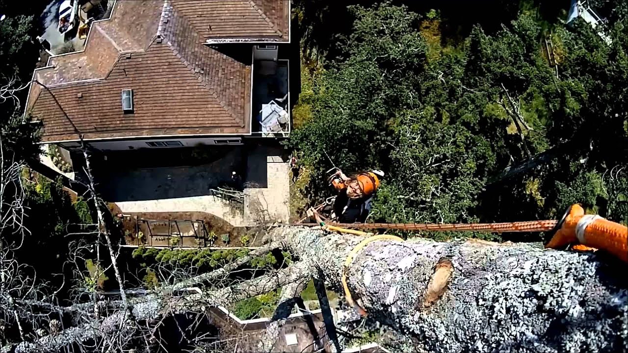 Treestuff.com Dead Fir Removal. Tree services Victoria BC