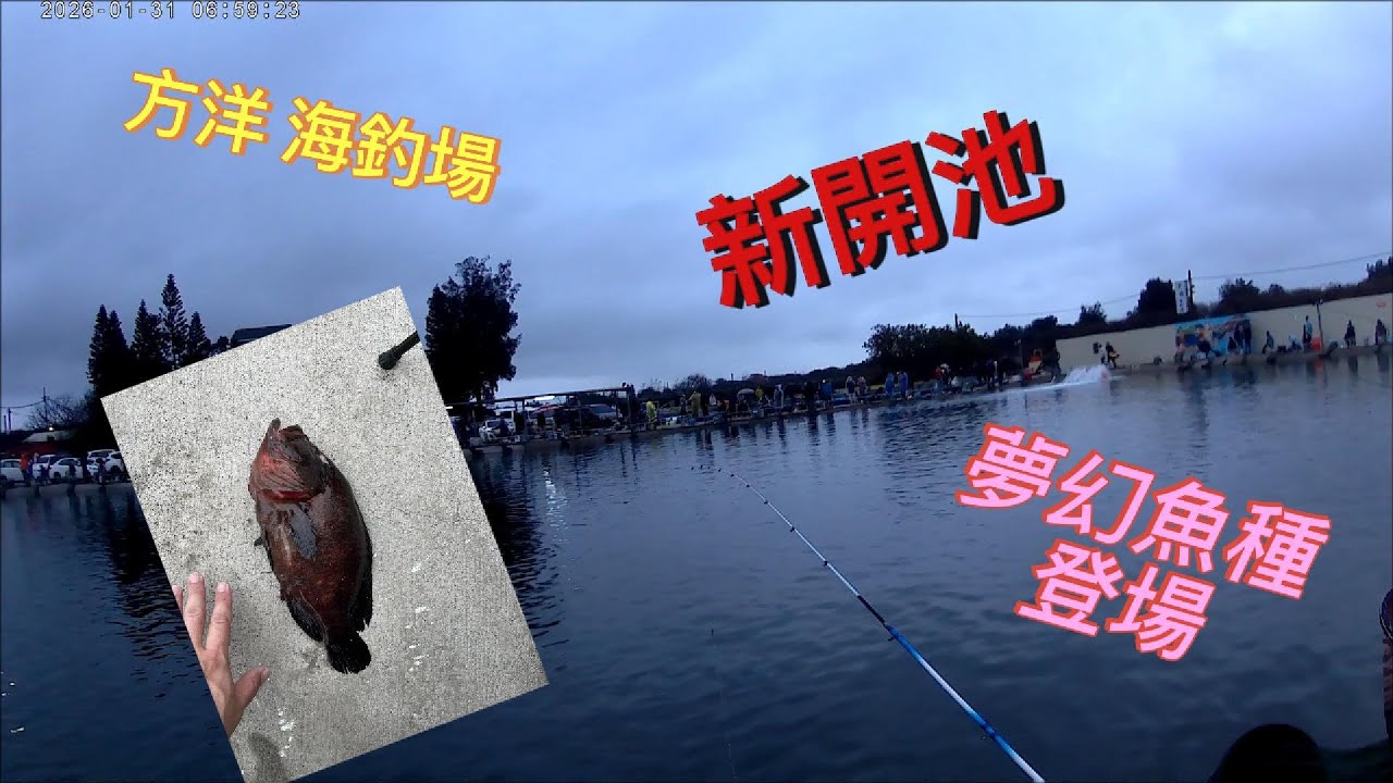 方洋海釣場 新開池 夢幻魚種我來了 現場也開始販售我的特製蝦仁囉