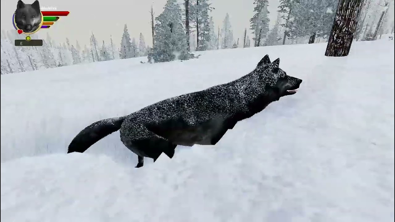 BlackFire Is On A Journey To Get Pup's