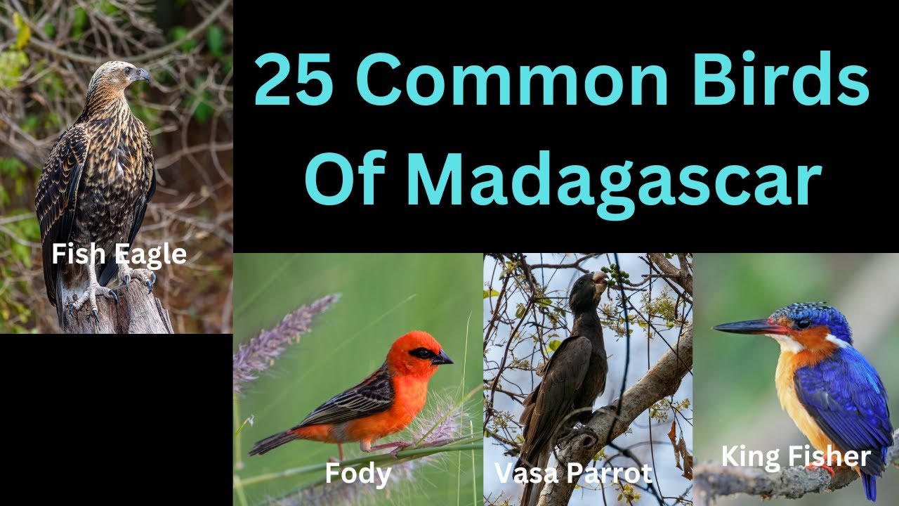 25 Common Birds Of Madagascar