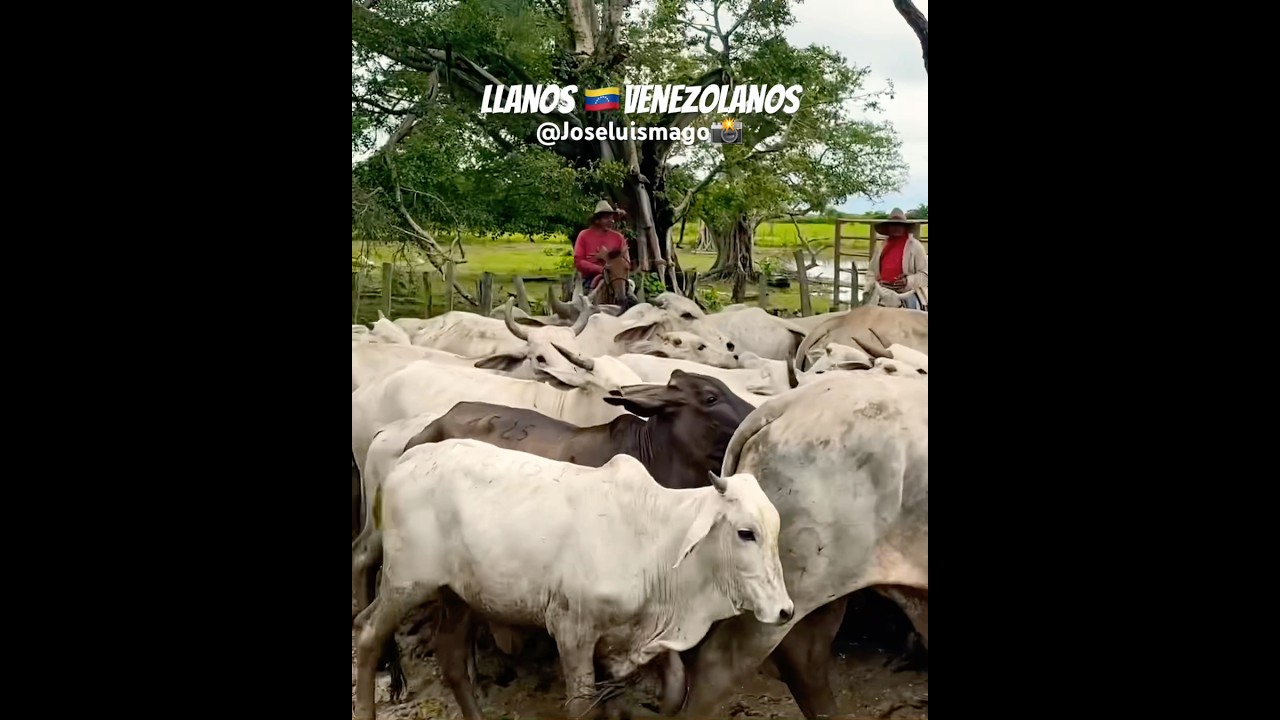 Llanos 🇻🇪 venezolanos 2025 #apure #llanos #gu&aacute;rico