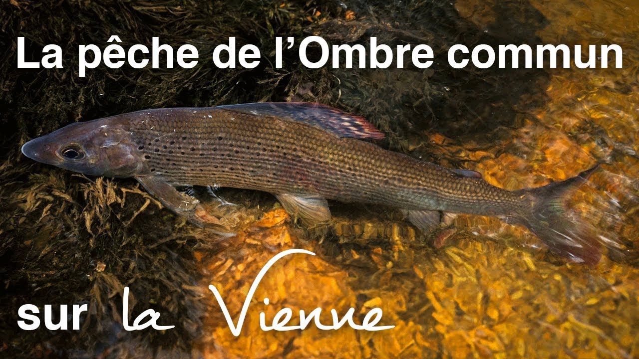 La p&ecirc;che de l'Ombre commun sur la Vienne