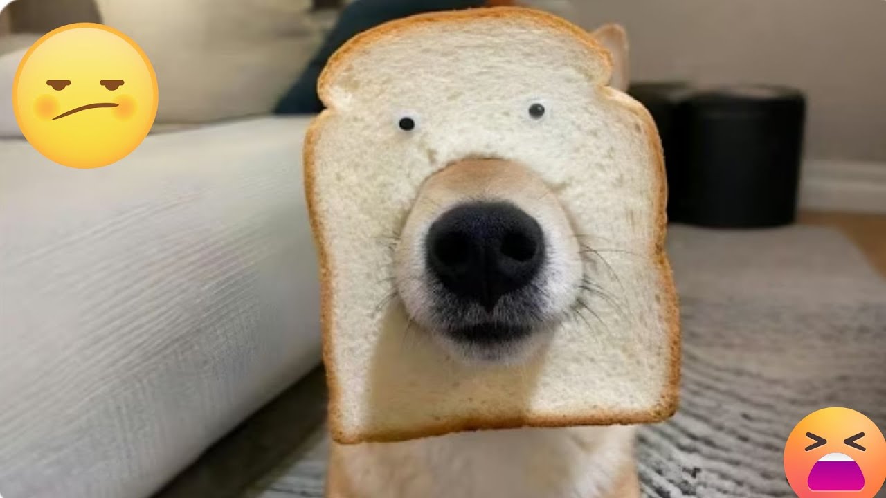 New FUNNIEST PETS EVER 2025 😂 You Won’t Believe #21!