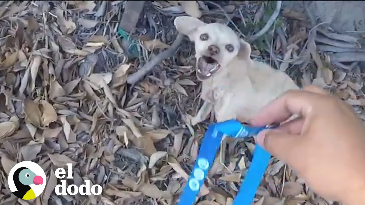 Aterrada chihuahua callejera encuentra hogar lleno de amor | El Dodo