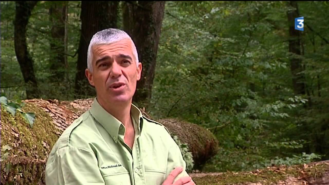 La for&ecirc;t de Seillon (Ain)