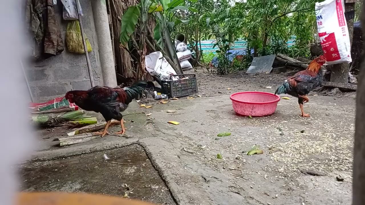The Challenges and Joys of Living in the Countryside