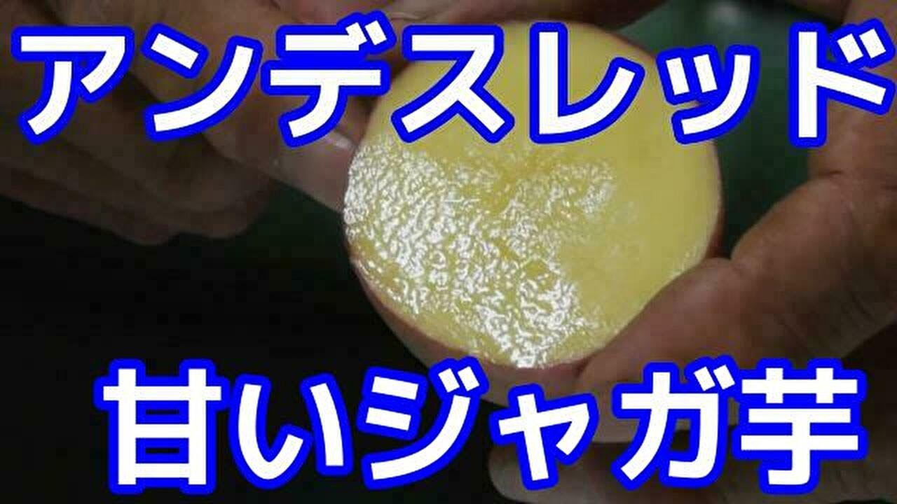 アンデスレッドはオススメ秋植え前においしさを確認