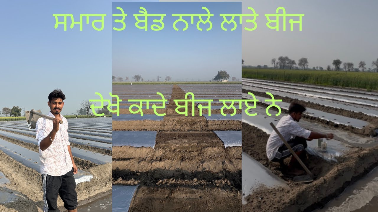ਬੈਡ ਸਮਾਰਕੇ ਨਵੇੜਤਾ ਕੰਮ ਬੀਜ ਲੋਨ ਦਾ |#thindfarms #farming #vlog g