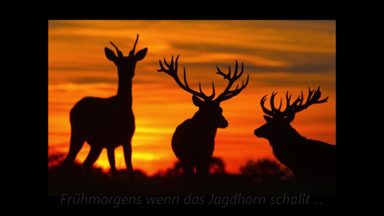 Frühmorgens wenn das Jagdhorn schallt (Jagdmusikalisches Potpourri)