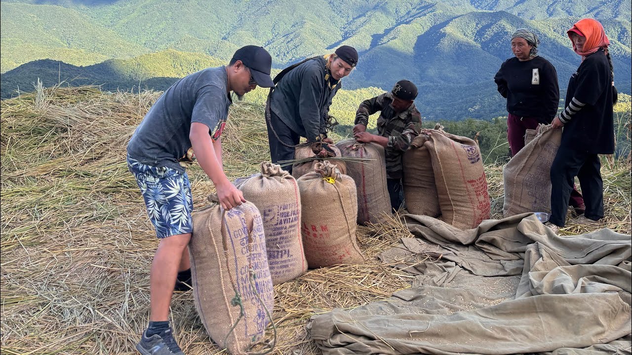 Harvesting jhum Cultivation // Naga village lifestyle  // Shokvao village//  