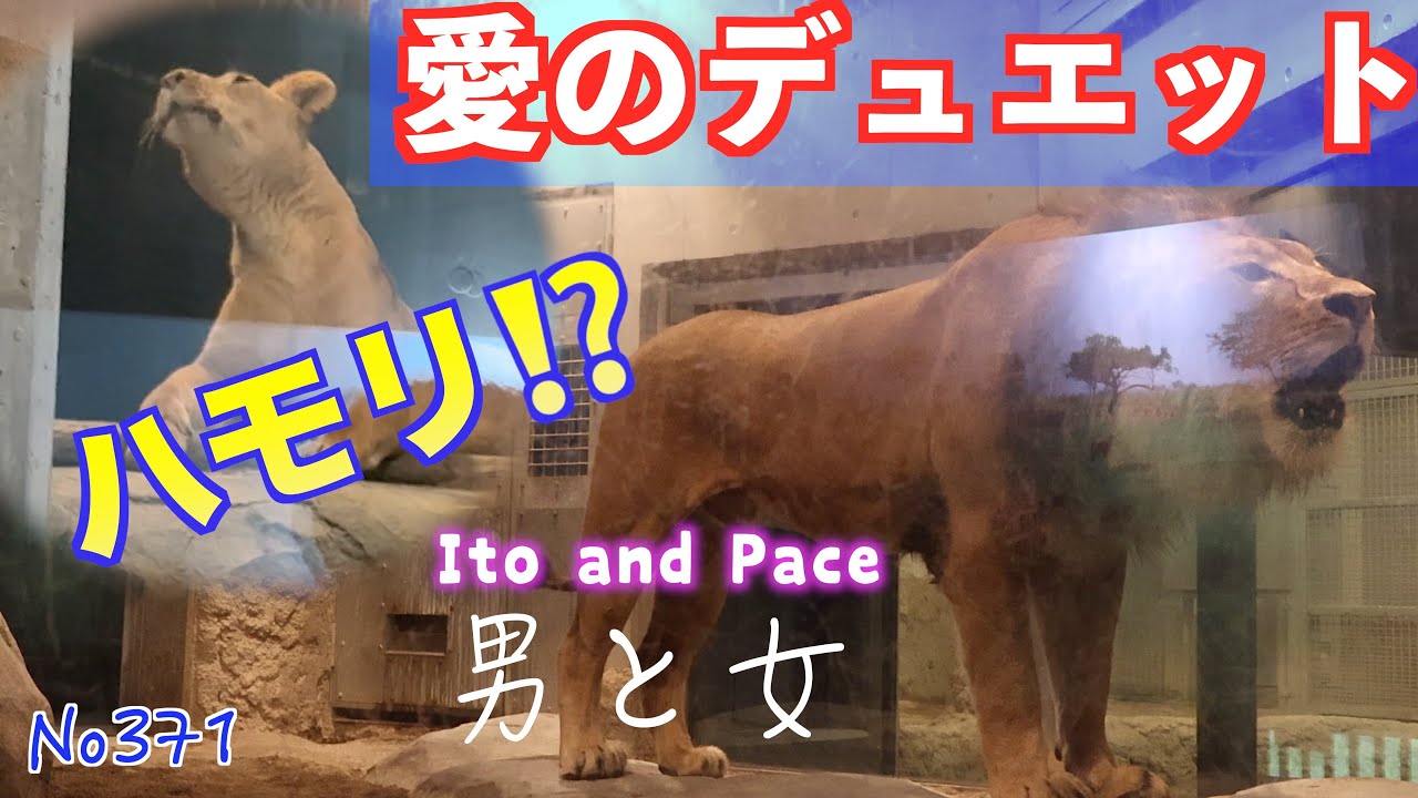 No371　愛のデュエット Ito and Pace 男と女【円山動物園ライオン 】　#lion   #オリトファミリー　#zoo