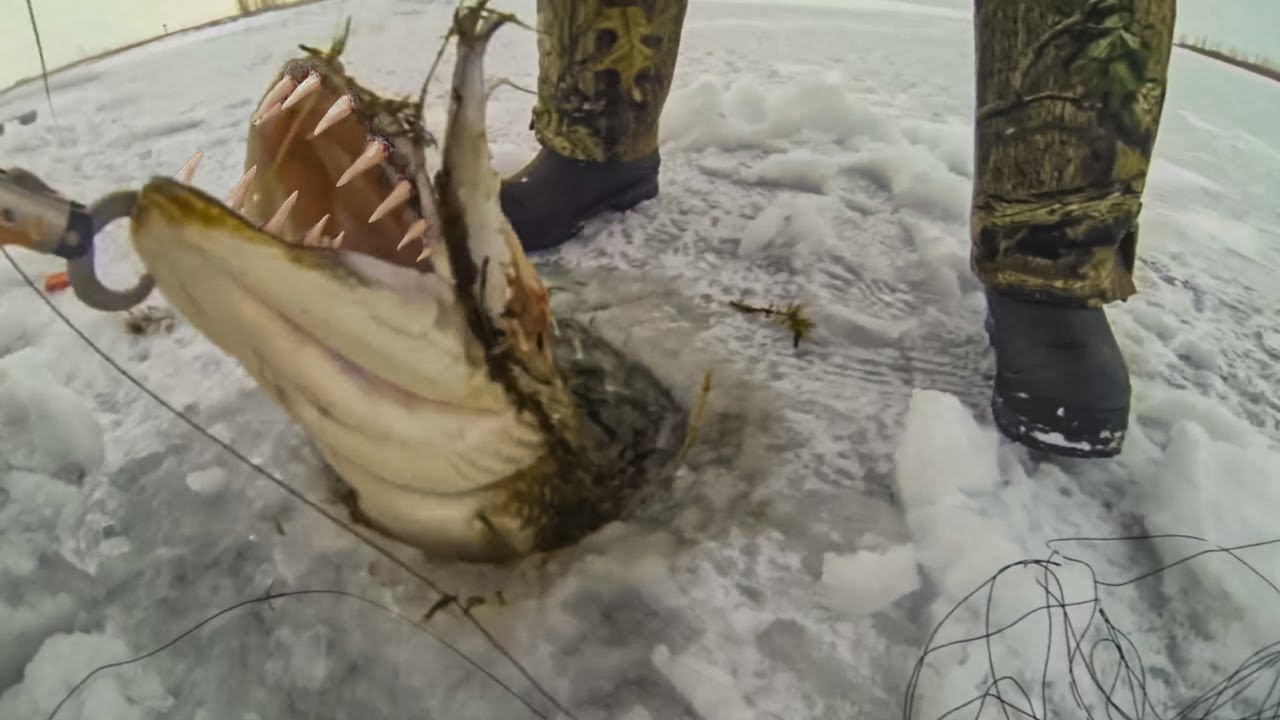 200 COISAS INCR&Iacute;VEIS GRAVADAS PELAS C&Acirc;MERAS. O MELHOR DO M&Ecirc;S