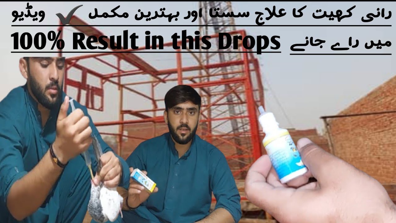🔥👇“Ranikhet Kills Fast! This Cheap Treatment Saved My Pigeons (100% Result)”Mughal pigeon club