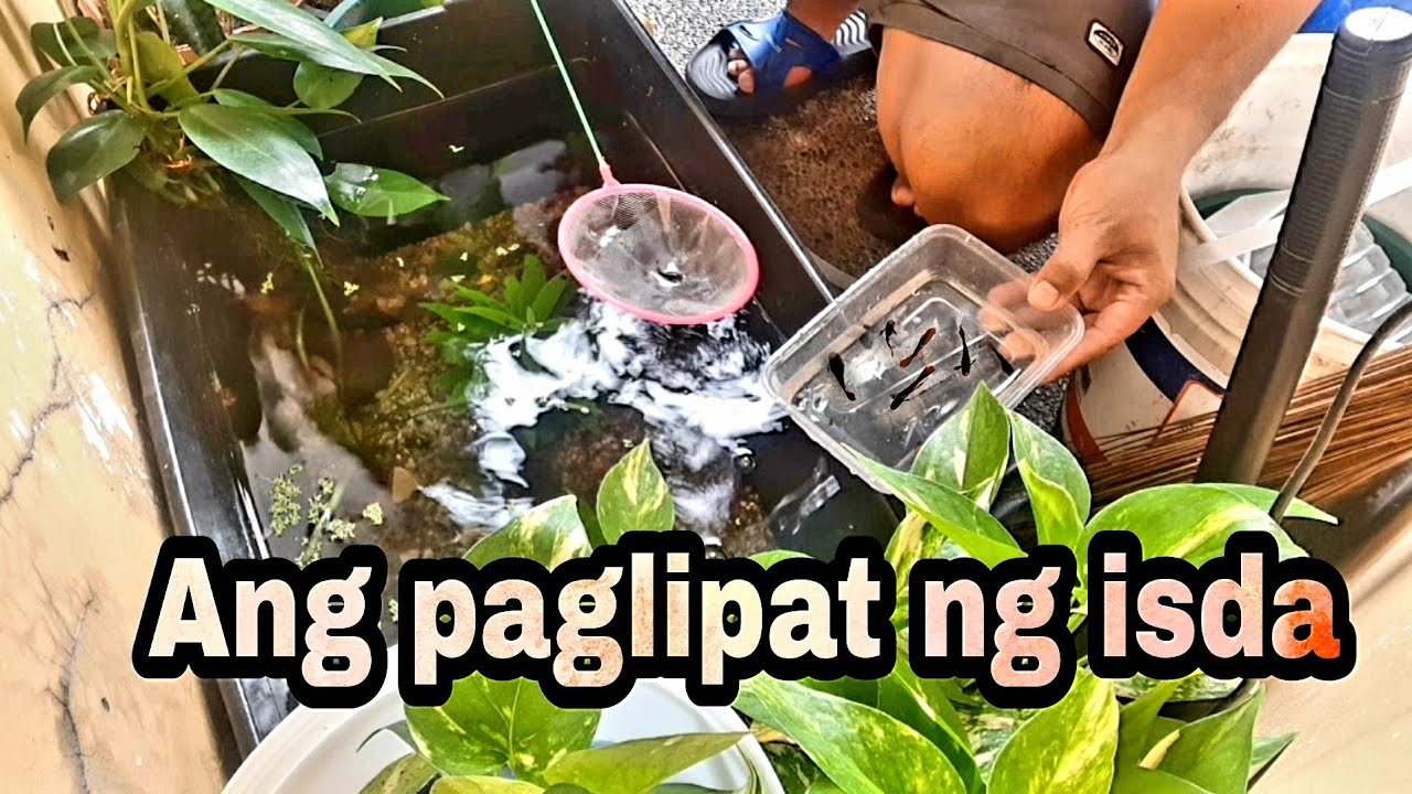 Ang paglipat ng isda/  Toxido koi 