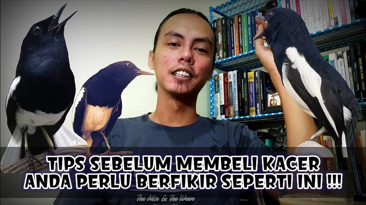 TIPS MEMULAI, MEMILIH DAN MERAWAT BURUNG KACER DARI BAHAN