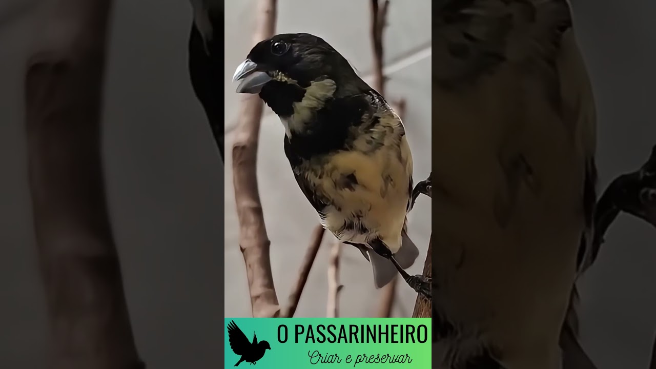Coleiro Laranjeira Cantando Tui Tui &ndash; Canto Limpo e Afinado!  #opassarinheiro #papacapim #birds