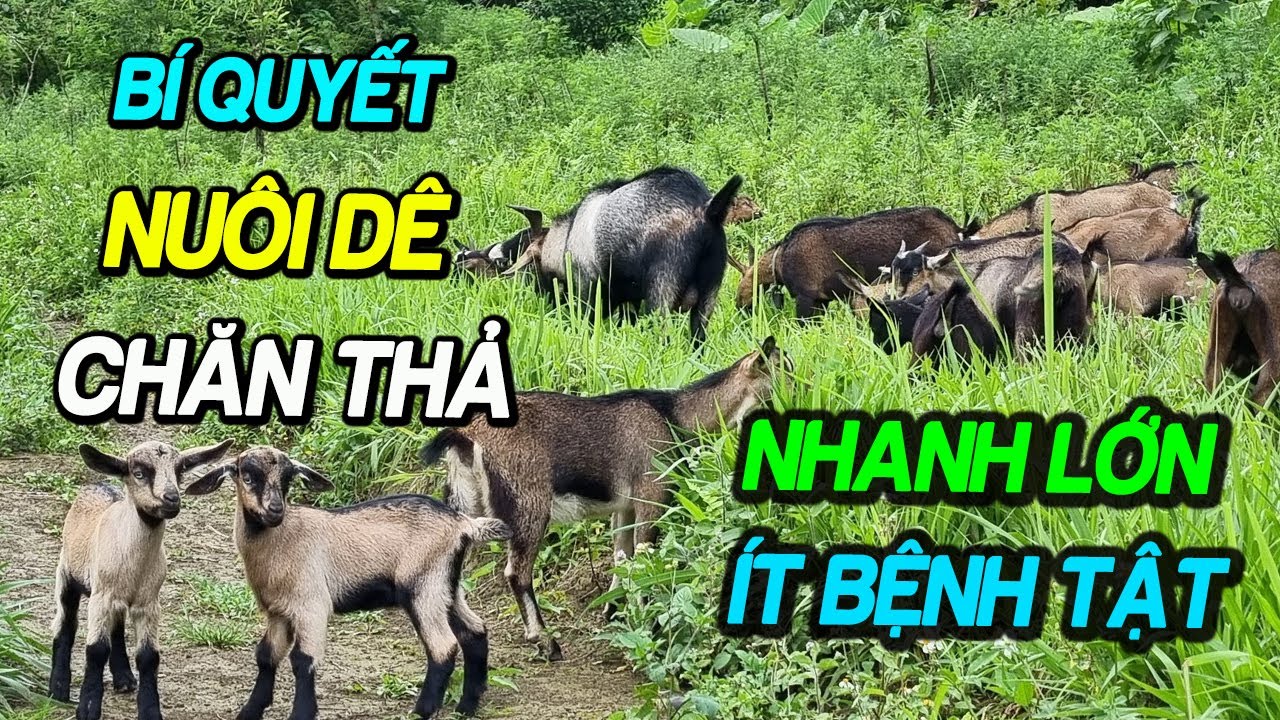 B&iacute; Quyết Nu&ocirc;i D&ecirc; Chăn Thả Nhanh Lớn v&agrave; &Iacute;t Bệnh Tật | Chăn Nu&ocirc;i TV 365