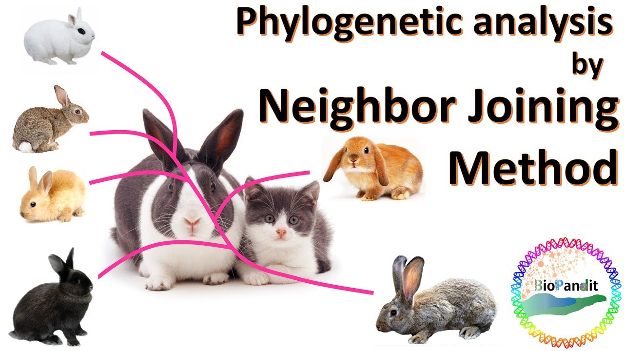 Phylogenetic analysis by Neighbor Joining Method