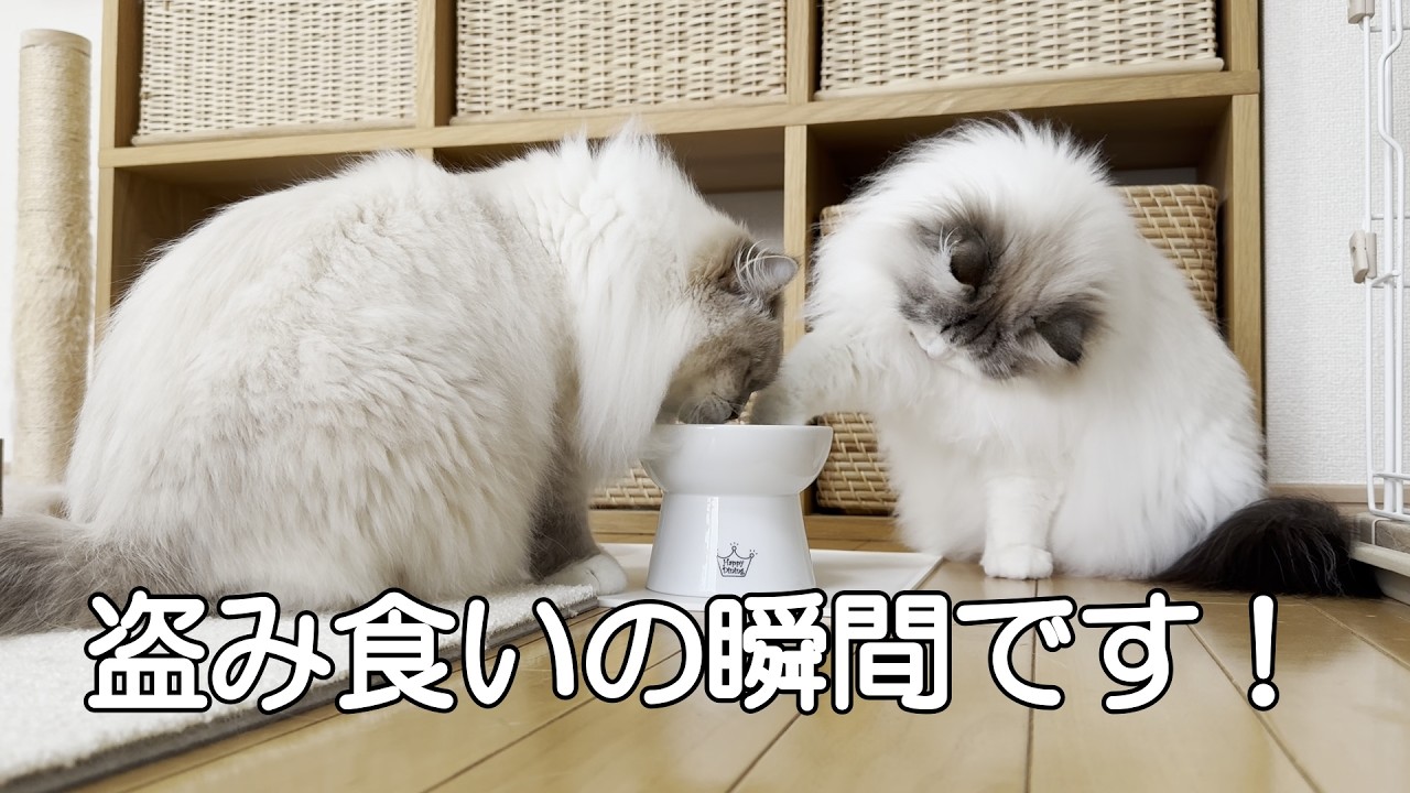 わが家の姉猫は妹の目の前でどうどうと妹のカリカリを盗み食いします！