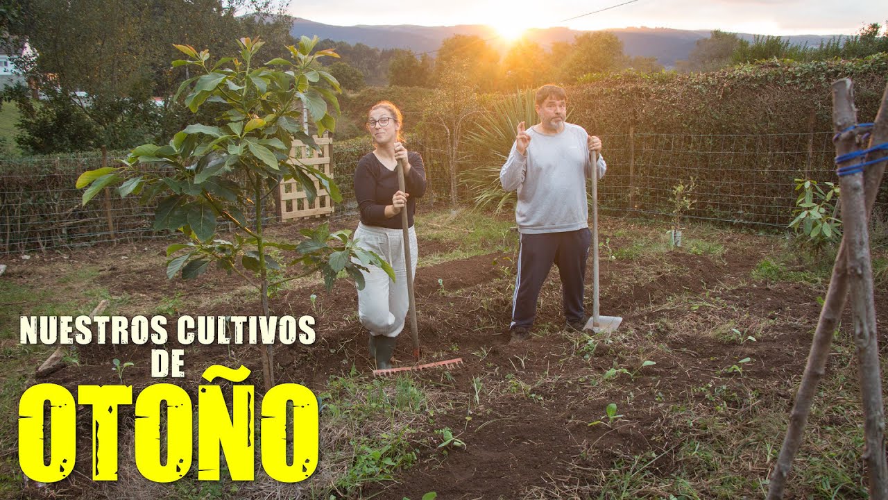 Preparando nuestros CULTIVOS de OTOÑO | Berza, Brócoli, Repollo, Canónigos y Espinacas