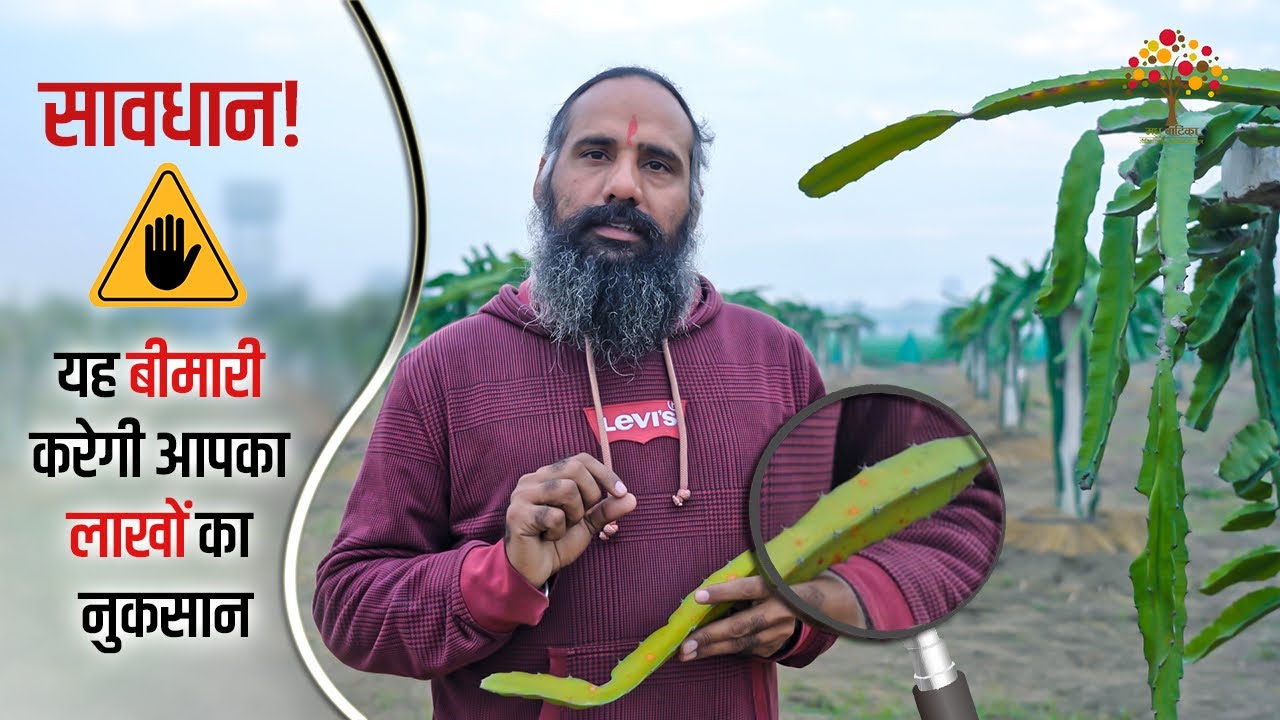 Dragon Ko Fungus Se Kaise Bachaye? ड्रैगन के पौधे की फंगस का उपचार और रोकथाम कैसे करें ?
