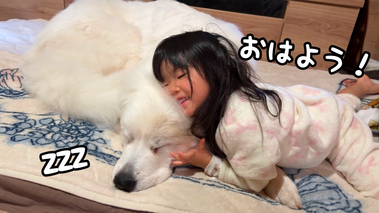 【天然w】３歳児にハグされているのに気付かず寝ぼけていた超大型犬、匂いで気付いた反応が面白すぎました…｜グレートピレニーズ&オールドイングリッシュシープドッグ&トイプードル