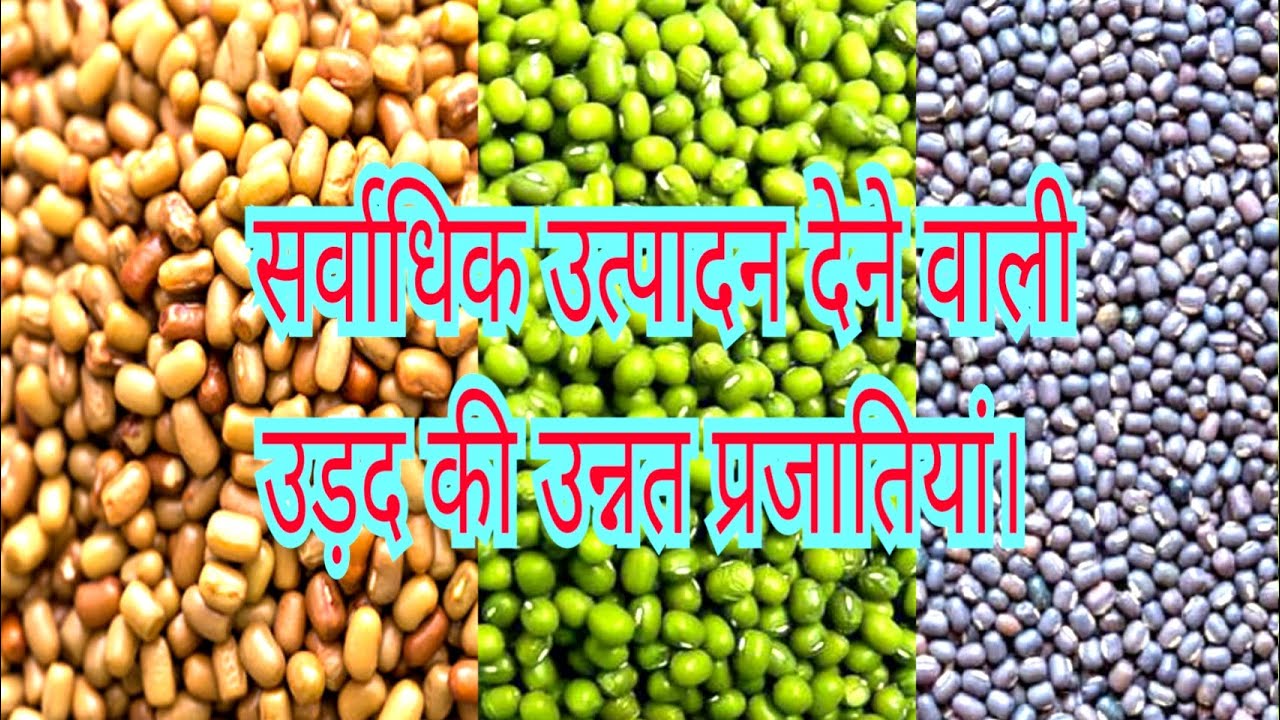 उड़द की किस्में | Varieties of Urad | उड़द की उन्नत किस्में | Improved Varieties of Urad | urad