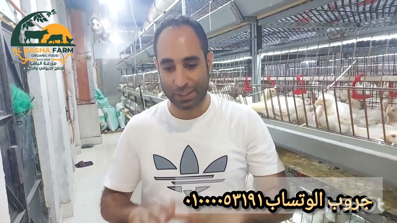 افضل حقنة مع التحصينة في وقت واحد في العمر العشرين مع تحصينة الكلون IB