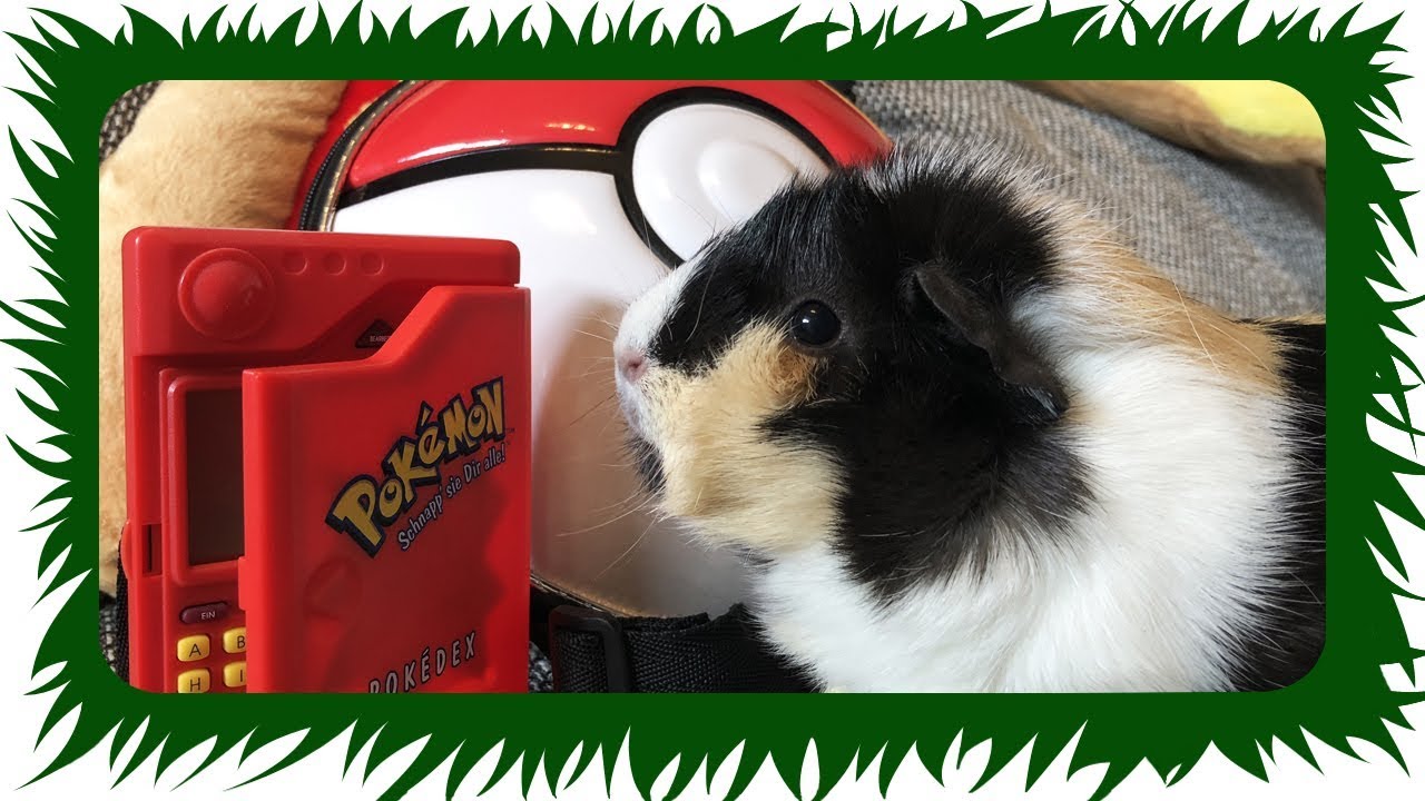 Meerschweinchen geht bald auf Pokemon Jagd 💚 Danke 💚 | Die Meeries