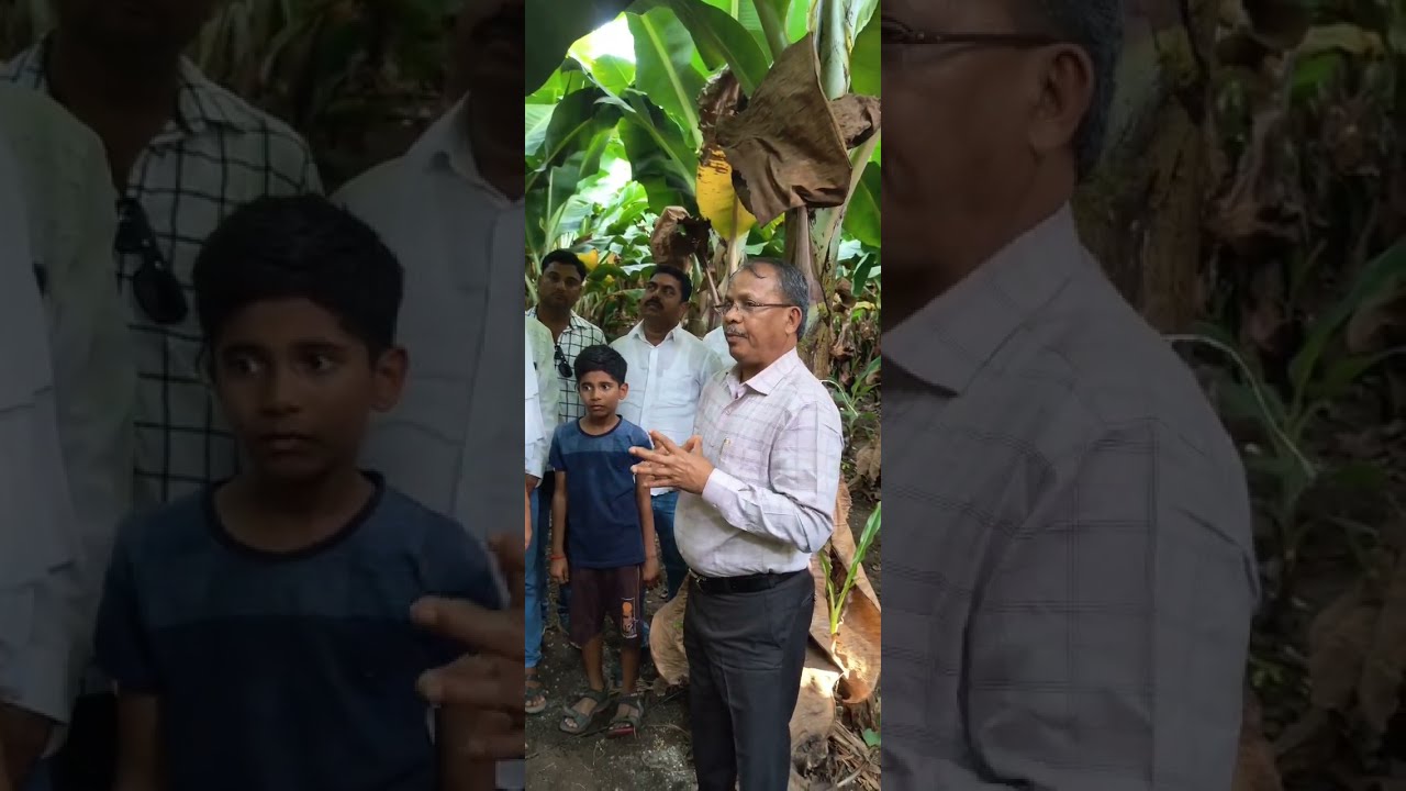 Bunch Management by  Dr K.B.Patil@Bananasmartfarming#banana