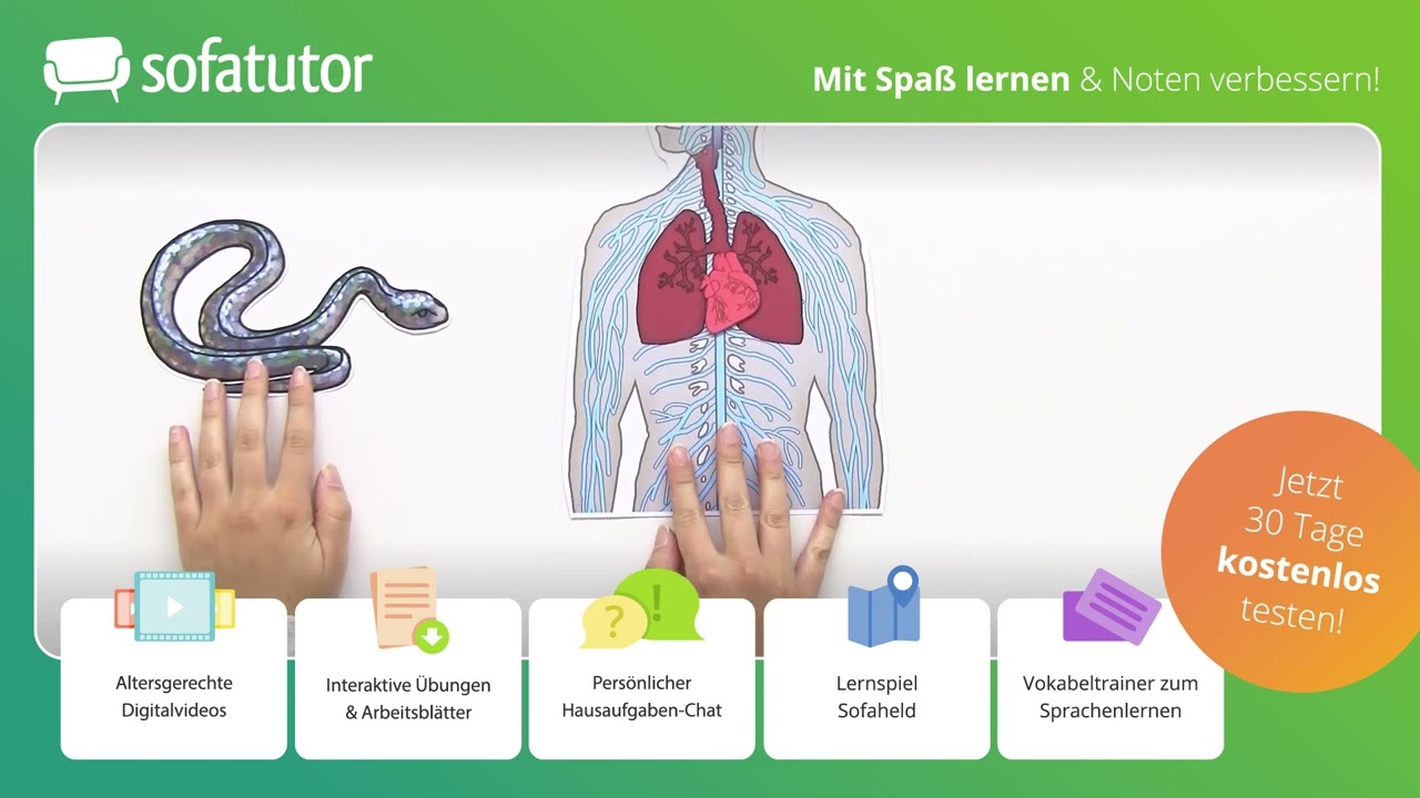 Zentrales und peripheres Nervensystem einfach erklärt – Biologie 7. - 10. Klasse
