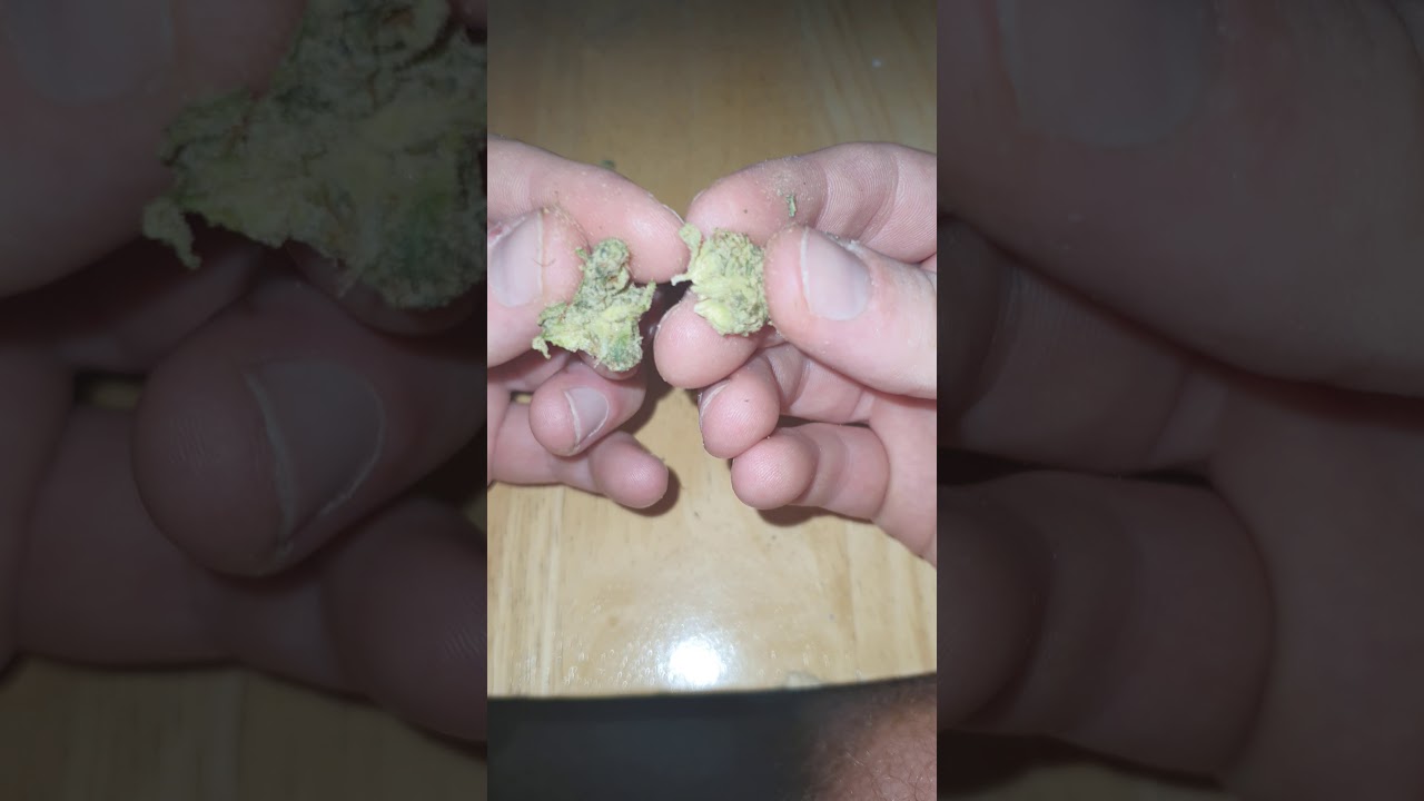 Paris OG loose cali bang bang @thesouthfade_ weed review