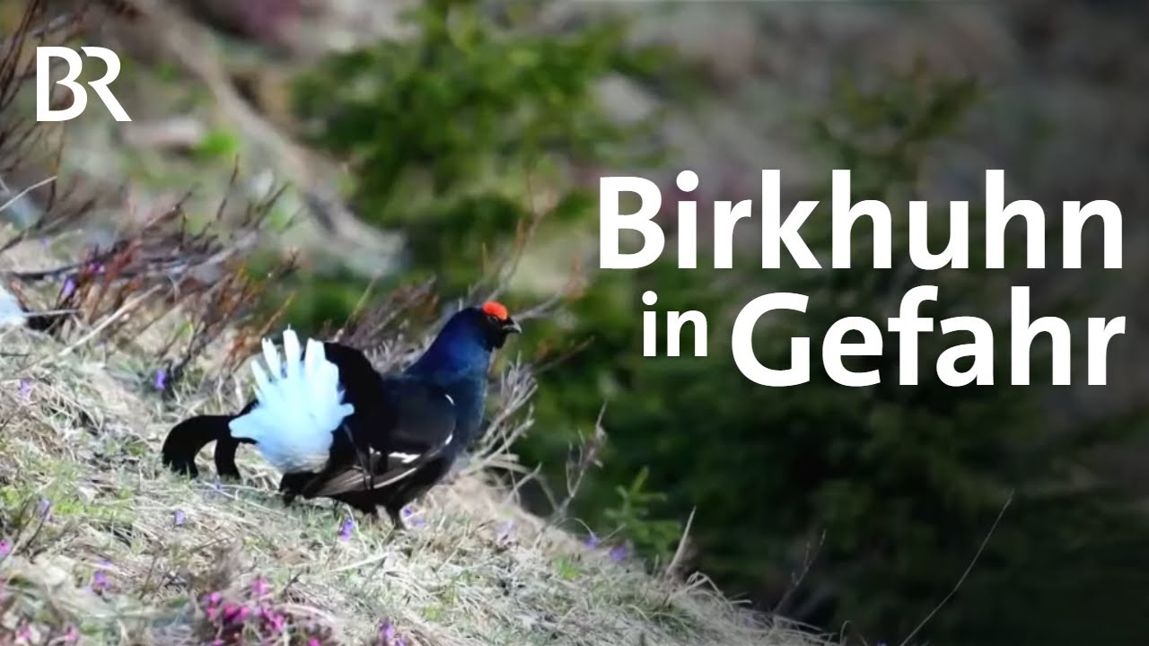 Gefahr fürs Birkhuhn: Naturschutz trotz Wildcamper, Biker und Wanderer | Schwaben + Altbayern | BR